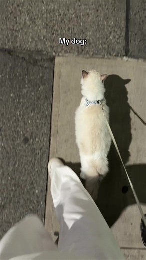 Scary dog privilege 💁🏽‍♀️ #catmom #ragdoll #adventurecat #fyp | Adventure Cat