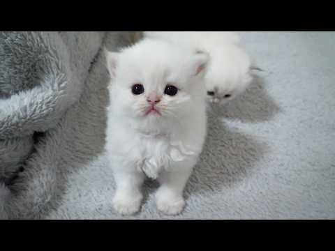 Cute little kitten stretching up as high as it can to see what's outside the box…
