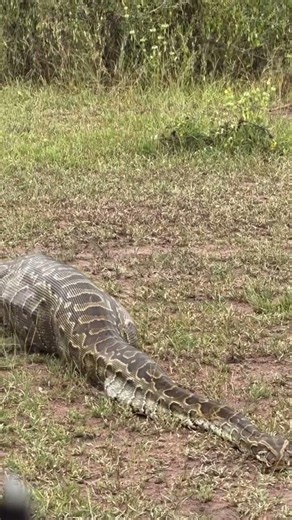 Silent, patient, unstoppable... Watch the African rock python strike when the moment is perfect!