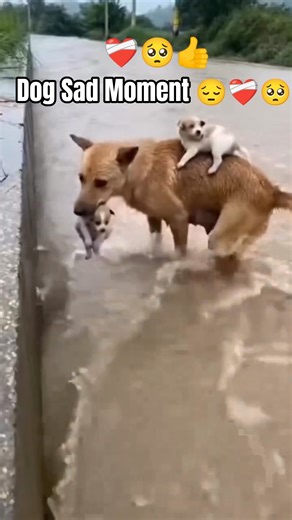 Mother also mother 🥹🐶💯#maa #mother #dog #pets #cry #shayari #ownvoice #shortsfeed #shorts #animals