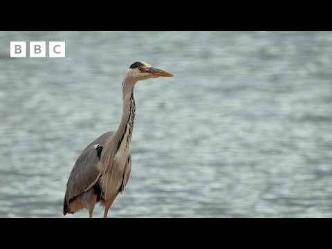 🔴 LIVE wildlife cameras 🌿 30 May 🐦 BBC Springwatch 2026