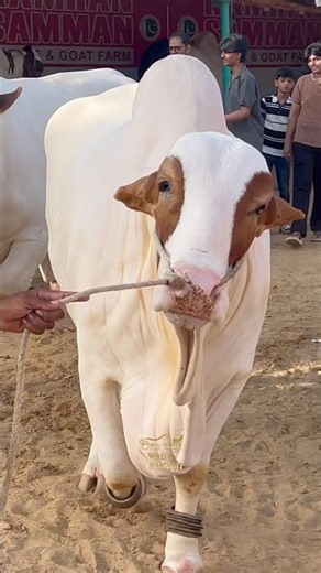 heavy bull || maweshi mandi #cow #cattlefarm