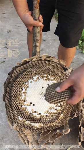 Cutting Open a Giant Wasp Nest Reveals Hundreds of Larvae!