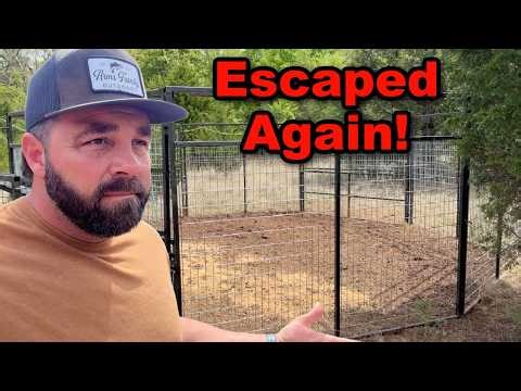 I Can Trap Pigs But I Can't Keep Them In!