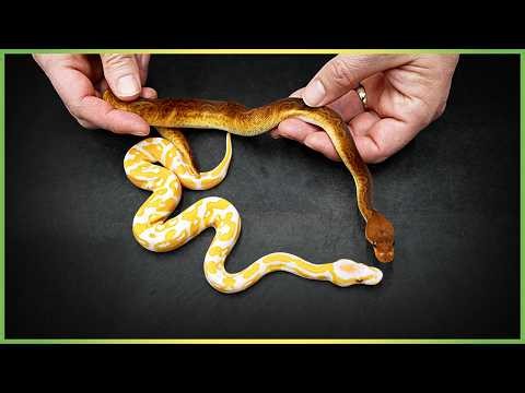 Cheap vs. Expensive Ball Pythons - What’s the Deal?!