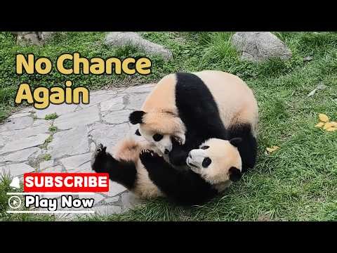 I Tried My Best But Mom Still Wins Every Round | iPanda