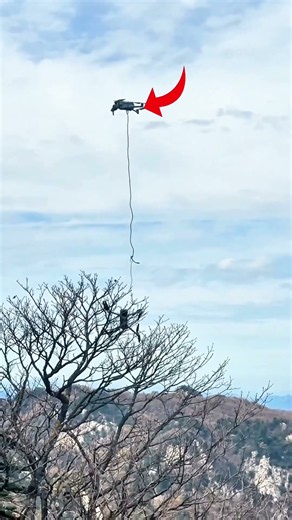 Drone Stucks Inside Tree Another Drone Rescue It #shorts #plane
