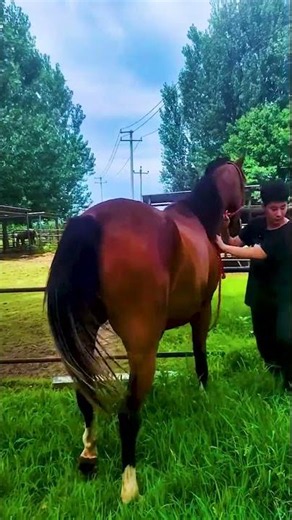 A Day in the Life of an Ox and Horse