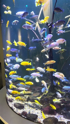 Incredible African Cichlid Cylinder Tank! 🐟🔥