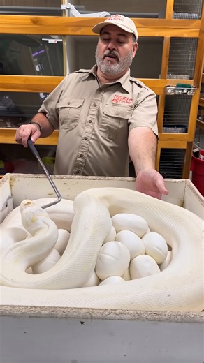 A python mother shows her protective side around her eggs