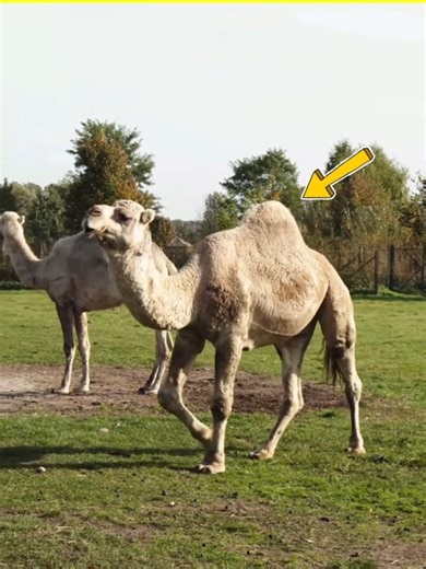 INSIDE CAMEL 🐫 HUMP ?
