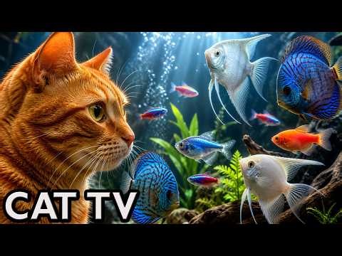 🔴 LIVE Cat TV 🐱 Aquarium for Cats | Fish for Cats to Watch (No Music)