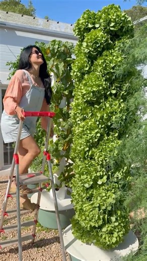 52 Plants in 1m² using 95% less water than traditional farming #farming #agriculture #hydroponics