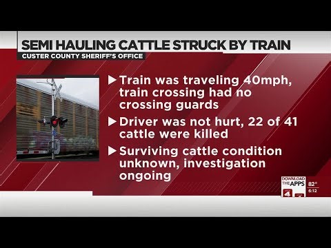 Semi-truck hauling cattle hit by coal train in Custer County