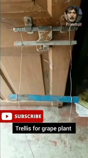 Trellis for climbing plants । Climbing plants trellis #shorts #viral #trellis #howto