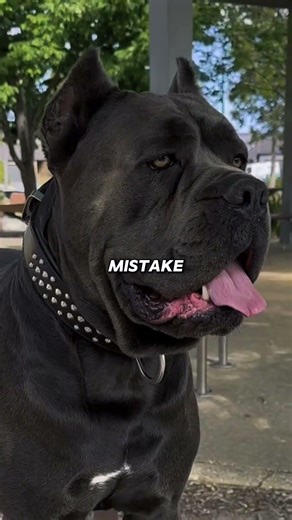 Dogs That Police Don’t Want You Owning