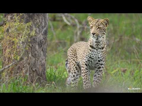 Fearless Feline - SafariLIVE Sunrise - 26 July 2026