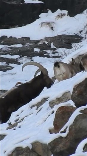 Huge ibex in Hushe Pakistan