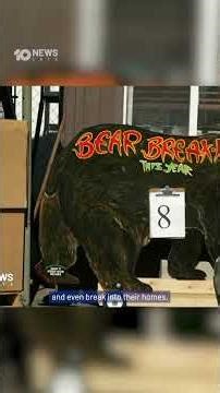 Bear Suit Worn In Bizarre Insurance Scam | 10 News