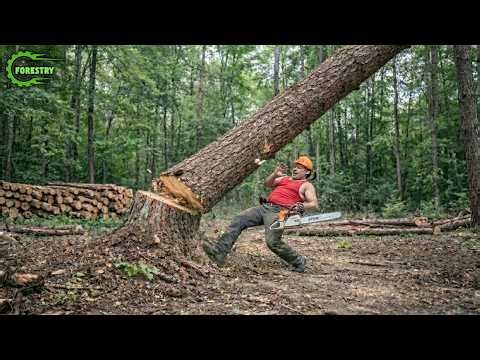 Idiots With Chainsaws: Tree Cutting Fails | Extreme Dangerous Logging Truck Fails #53