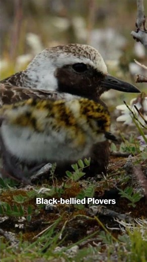 Happy World Migratory Bird Day!