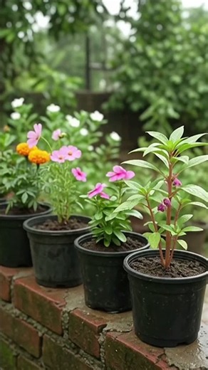 Soybean Farming: From Seedling to Harvest