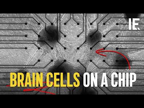 These biological computers actually use neurons