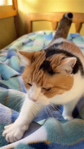 【三毛猫】私の近くで安心したいミケ