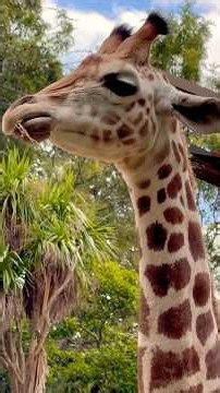 Amazing Giraffe Facts #giraffe #girafferescue #giraffefamily #GiraffeFacts #YouTubeShorts #facts