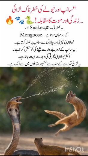 Snake vs mongoose fight. 🐍🐾 #SnakeVsMongoose #AnimalFight #WildBattle #NatureClash #ytshorts #viral