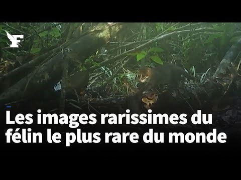 L’un des félins les plus rares du monde a été aperçu pour la première fois depuis plus de 30 ans