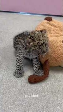 Critically endangered Amur leopard born at zoo