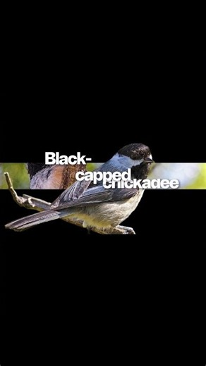 Unfortunately, the black-capped chickadee doesn't play the guitar.