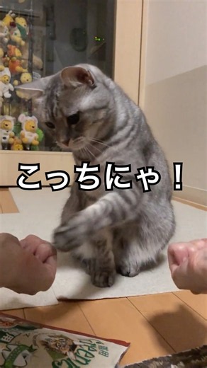 おててでタッチするにゃ。次のおやつはどこかな？ #ひめちゃん #cat #ねこ #猫のいる暮らし #サバトラ