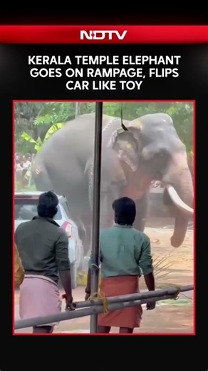 Kerala Temple Elephant Goes on Rampage, Kills 1, Flips Car in Viral Video