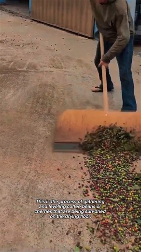 Traditional Coffee Drying Technique Explained