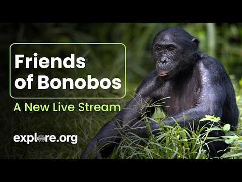 The Only Bonobo Sanctuary In The World