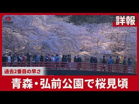 【詳報】青森・弘前公園で桜見頃 過去2番目の早さ