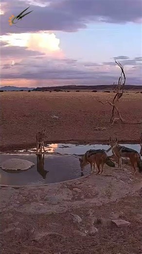 Wild Jackals at the Waterhole