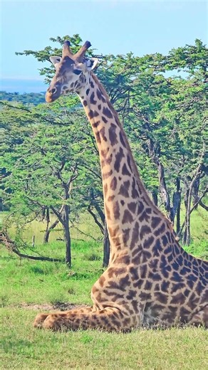 🦒 Very Tall Giraffe 🦒 #Wildlife #Safari
