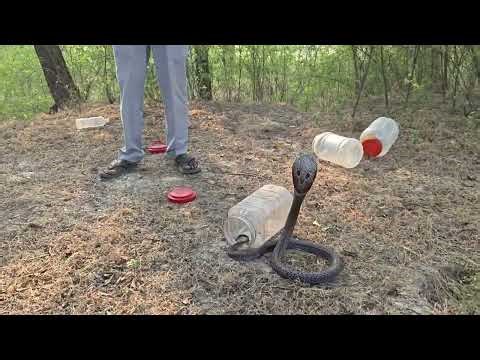 बहुत सारे सांप को जंगल में आजाद किये विडियो अच्छा लगे तो प्लीज सपोर्ट करो सभी लोग 🙏👉🐍