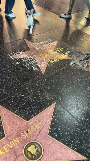 It’s Day 311 at Donald Trump’s Hollywood Star! #DonaldTrump #california #hollywood