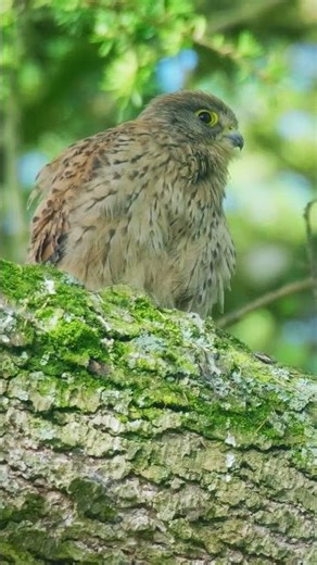Common Kestrel Close-Up in Natural Habitat