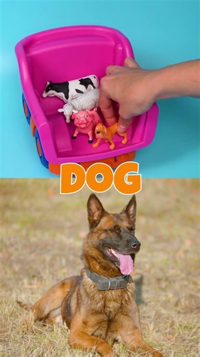 🐾 Meet the Charming Creatures of the Farm! Fun Facts Await! 🌼