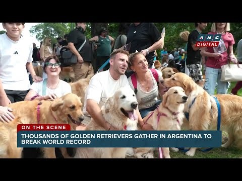 Cuteness overload as over 2,000 golden retrievers gather in Argentina to break world record | ANC