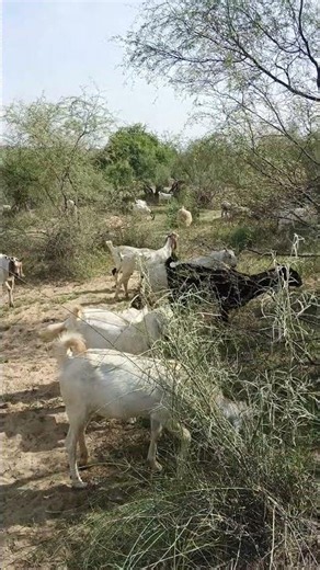Beautiful Goats at a Large Goat Farm 🐐🌿✨#goat#desert #shorts