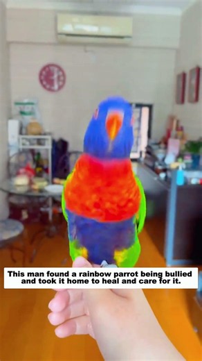 This man found a rainbow parrot being bullied and took it home to heal and care for it.
