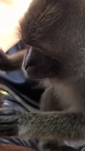 (Witnessing bizarre wild monkey behavior caught on camera) [New video - variant A]