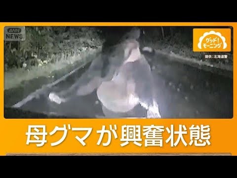 「ガンガンやられた」ヒグマ車に体当たり攻撃　ボンネットに穴　運転中親子グマに遭遇【もっと知りたい！】【グッド！モーニング】(2026年10月1日)