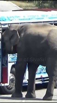 🐘🚌 Wild Elephant Stops the Bus for Food! 😱 A Shocking Sri Lankan Wildlife Encounter!